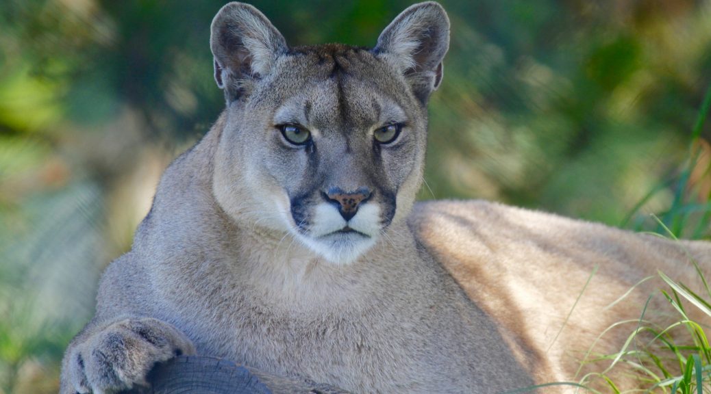 Mountain Lions are Rapid and Vicious Predators. HelpfulSubjects